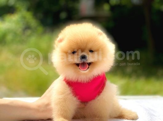 Pomeranian Boo Teddy Face Dişi Mini Yavrumuz