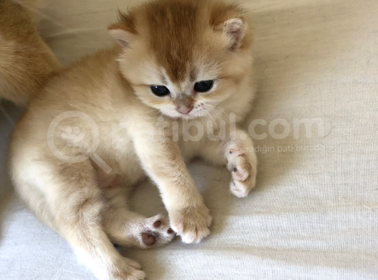 Luna Bri Ny 12 Kizimiza Yeni̇ Yuva Ariyoruz görsel