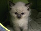 Maviş Gözlü Safkan Ragdoll Bebeklerim