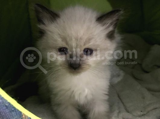 Maviş Gözlü Safkan Ragdoll Bebeklerim görsel