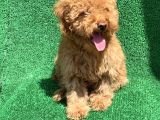 Show Kali̇te Red Toy Poodle Erkek