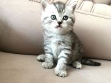 55 Günlük Di̇şi̇ Bri̇ti̇sh Silver Tabby