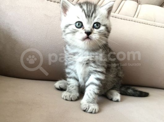 55 Günlük Di̇şi̇ Bri̇ti̇sh Silver Tabby görsel