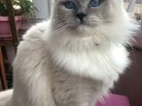 Maviş Gözlü Safkan Ragdoll Bebeklerim
