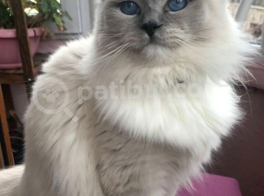 Maviş Gözlü Safkan Ragdoll Bebeklerim görsel