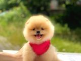 Pomeranian Boo Teddy Face Dişi Mini Yavrumuz