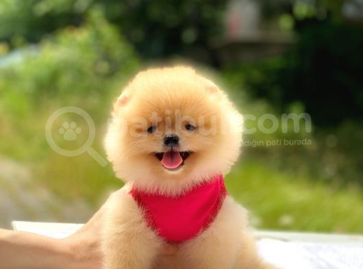 Pomeranian Boo Teddy Face Dişi Mini Yavrumuz görsel