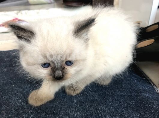 Maviş Gözlü Safkan Ragdoll Bebeklerim görsel