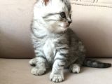 55 Günlük Di̇şi̇ Bri̇ti̇sh Silver Tabby