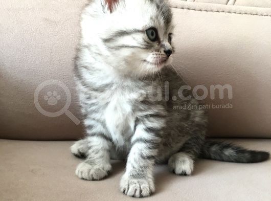 55 Günlük Di̇şi̇ Bri̇ti̇sh Silver Tabby görsel