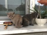 British Shorthair Yavrumuz