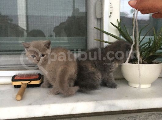 British Shorthair Yavrumuz görsel