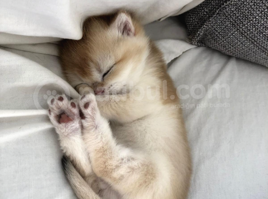Luna Bri Ny 12 Kizimiza Yeni̇ Yuva Ariyoruz görsel