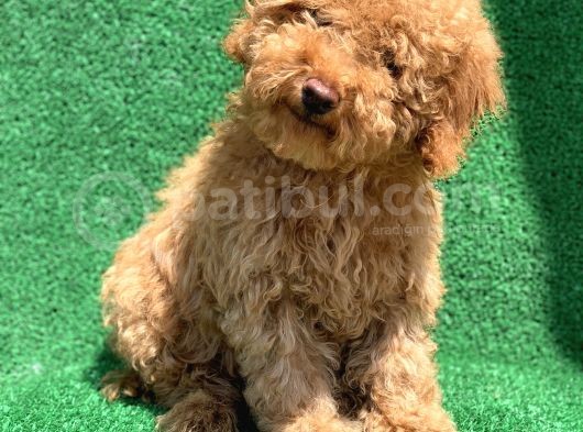 Show Kali̇te Red Toy Poodle Erkek