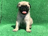 Show Class Gül Kuyruk Pug Mops Yavrular