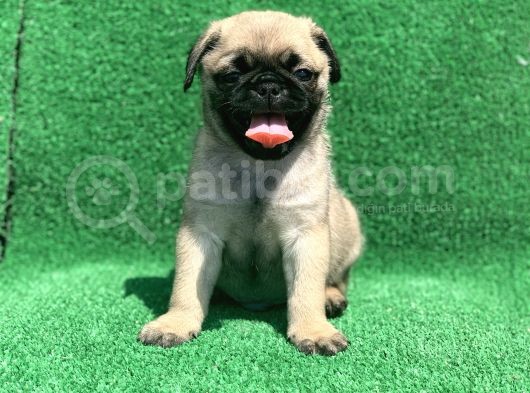 Show Class Gül Kuyruk Pug Mops Yavrular görsel