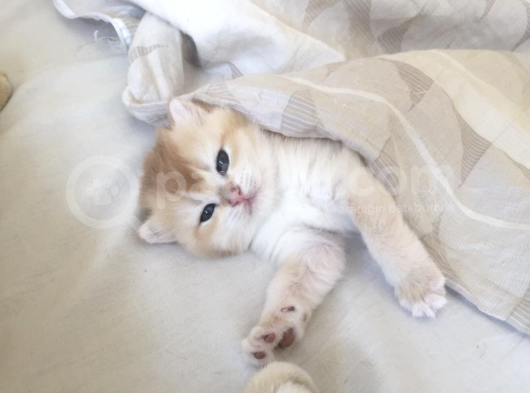 Luna Bri Ny 12 Kizimiza Yeni̇ Yuva Ariyoruz görsel