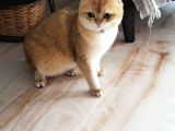 Izmir British Shorthair Golden Point