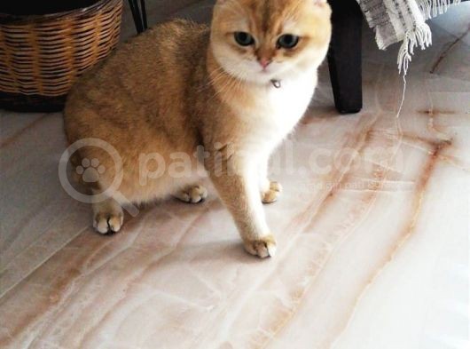 Izmir British Shorthair Golden Point görsel