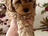 Mükemmel Değişik Renklerde Toy Poodle Yavrulari