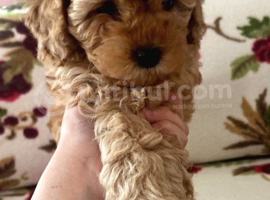 Mükemmel Değişik Renklerde Toy Poodle Yavrulari görsel