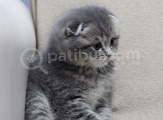 Kardeşler Gitmeye Hazır görsel