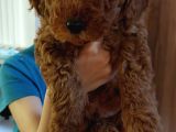 Efsane Red Brown Erkek Poodle Yavrusu