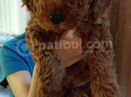 Efsane Red Brown Erkek Poodle Yavrusu görsel