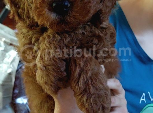 Mükemmel Değişik Renklerde Toy Poodle Yavrulari görsel