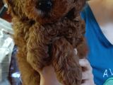 Efsane Red Brown Erkek Poodle Yavrusu