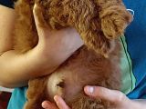 Efsane Red Brown Erkek Poodle Yavrusu
