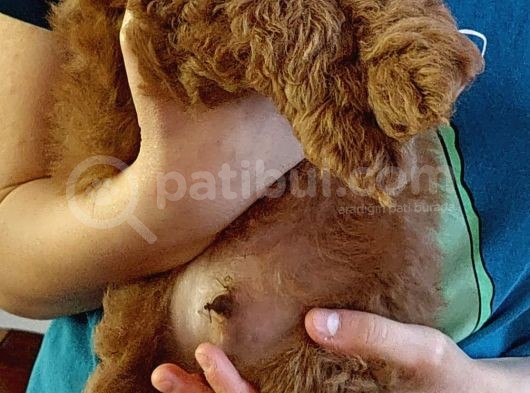 Efsane Red Brown Erkek Poodle Yavrusu görsel