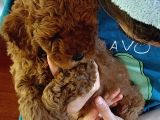 Efsane Red Brown Erkek Poodle Yavrusu