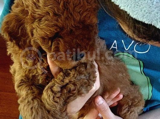 Efsane Red Brown Erkek Poodle Yavrusu görsel