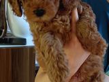 Mükemmel Değişik Renklerde Toy Poodle Yavrulari