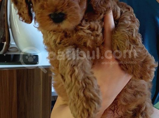 Efsane Red Brown Erkek Poodle Yavrusu görsel