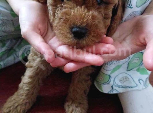 Harika Chocolate Orjinal Poodle Erkek Yavru görsel