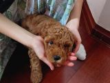 Harika Chocolate Orjinal Poodle Erkek Yavru