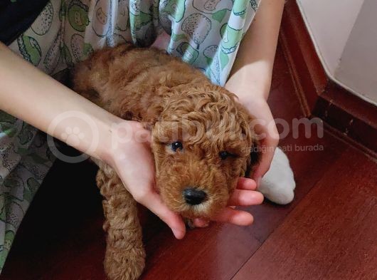 Harika Chocolate Orjinal Poodle Erkek Yavru görsel