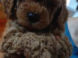 Harika Chocolate Orjinal Poodle Erkek Yavru