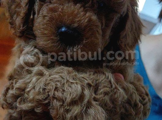 Harika Chocolate Orjinal Poodle Erkek Yavru