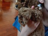 Harika Chocolate Orjinal Poodle Erkek Yavru