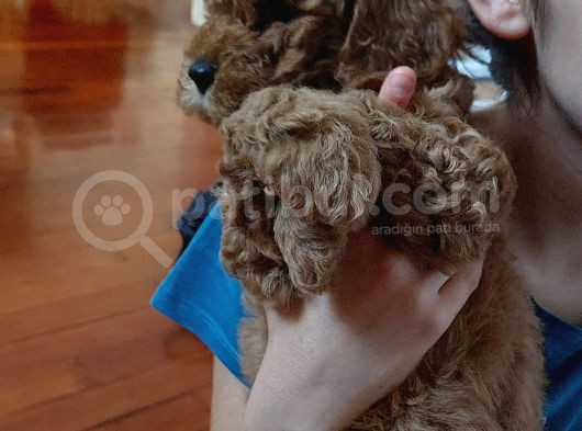 Harika Chocolate Orjinal Poodle Erkek Yavru görsel