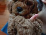 Mükemmel Değişik Renklerde Toy Poodle Yavrulari