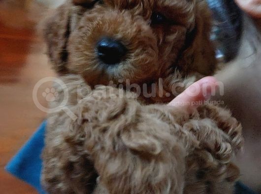Mükemmel Değişik Renklerde Toy Poodle Yavrulari