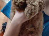 Harika Chocolate Orjinal Poodle Erkek Yavru