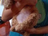 Doktordan Apricot Bal Köpüğü Ilk Bebek Dişi Poodle Yavrusu