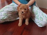 Doktordan Apricot Bal Köpüğü Ilk Bebek Dişi Poodle Yavrusu