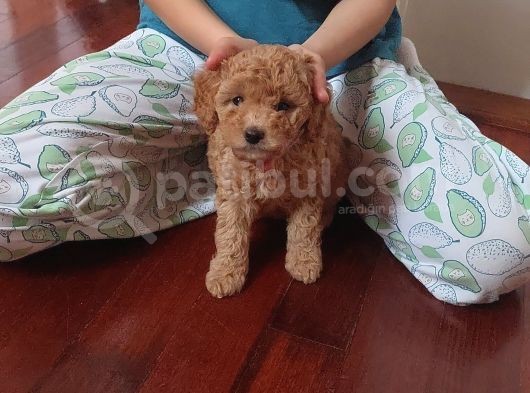 Doktordan Apricot Bal Köpüğü Ilk Bebek Dişi Poodle Yavrusu görsel