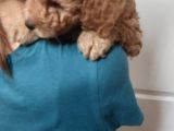 Doktordan Apricot Bal Köpüğü Ilk Bebek Dişi Poodle Yavrusu